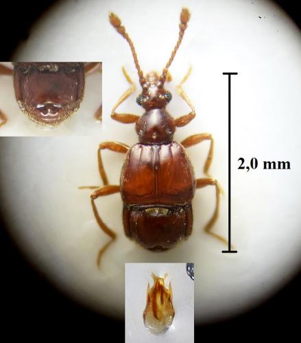 Brachygluta sinuata